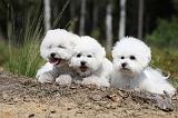 BICHON FRISE 371